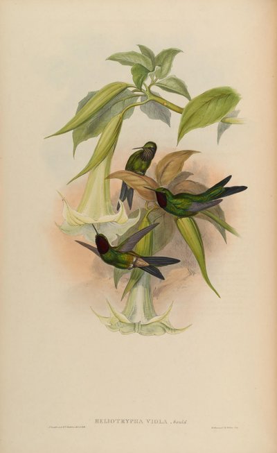 Heliotrypha viola by John Gould